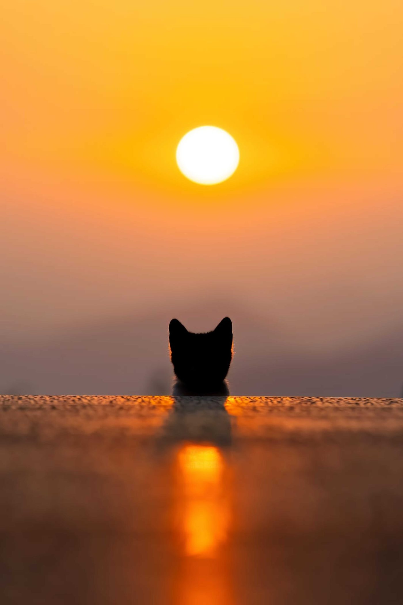 A gentle companion resting