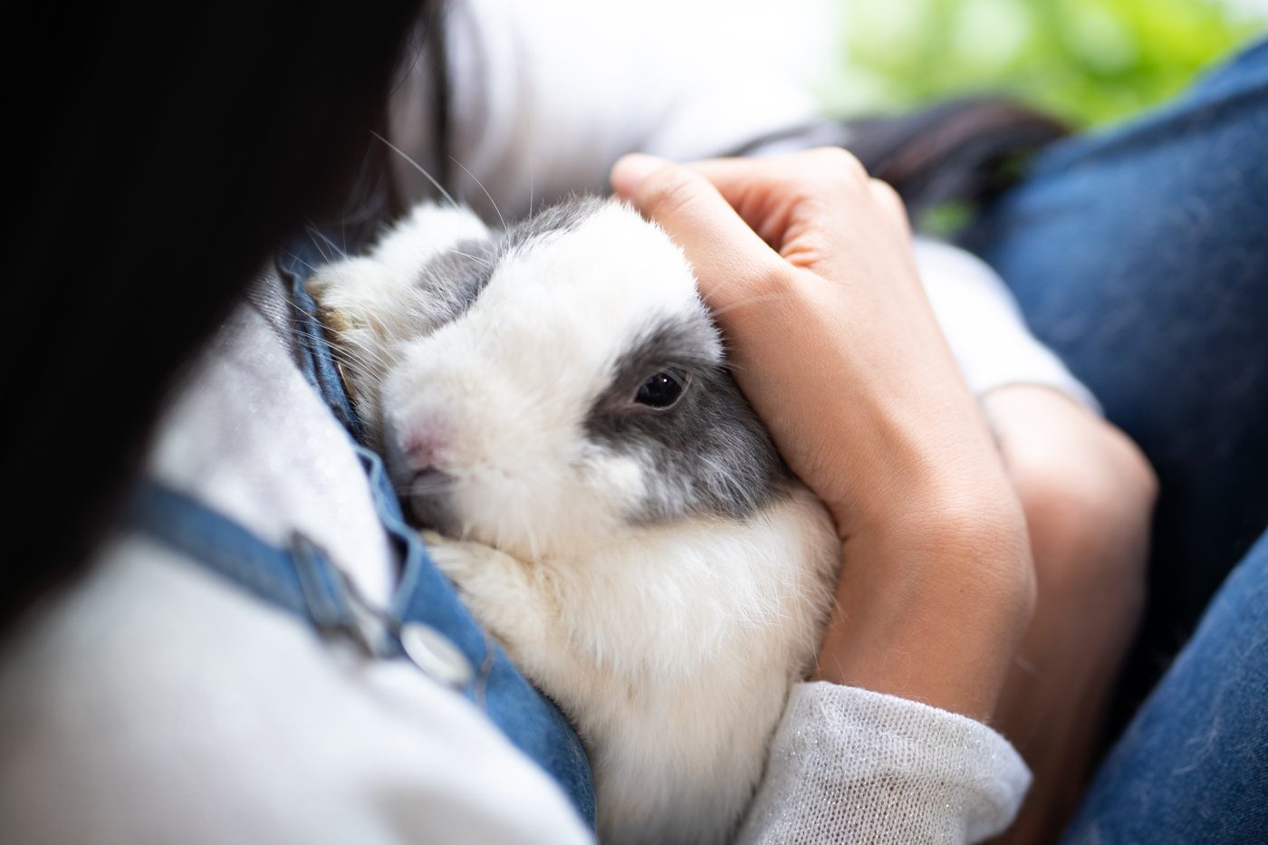 A pet resting comfortably, surrounded by love